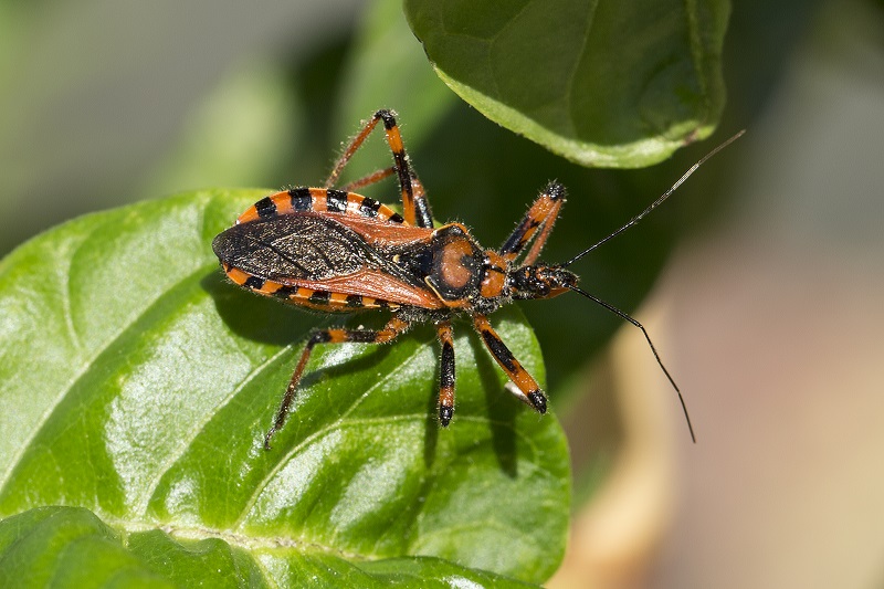 Reduviidae: Rhynocoris cf rubricus della Toscana